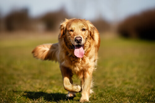 Displasia del gomito nei cani: cause, sintomi e cura