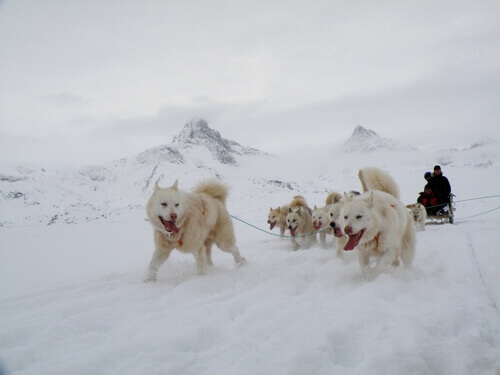 un gruppo di cani groenlandesi tirano la slitta