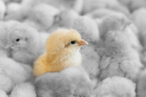 Influenza aviaria: impatto sulle aziende avicole