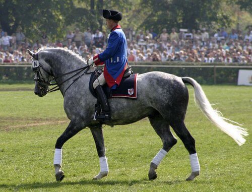un holsteiner durante un concorso equino