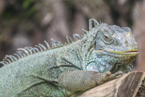 iguana riposa su un tronco