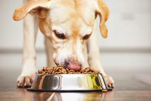 Cosa fare se il vostro cane mangia troppo in fretta?