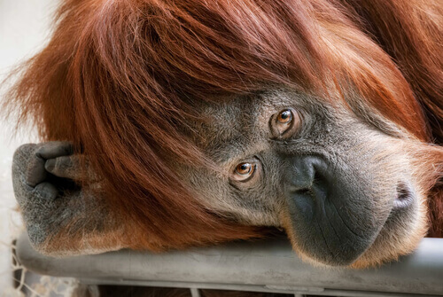 un orangotango sdraiato