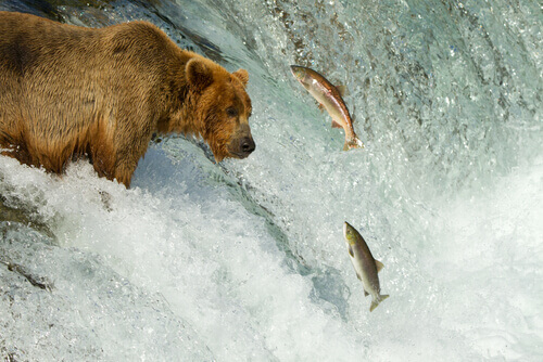 un orso in agguato cerca di afferrare un salmone
