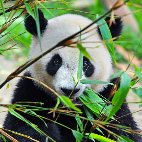 un orso panda si nasconde tra i rami di bambu