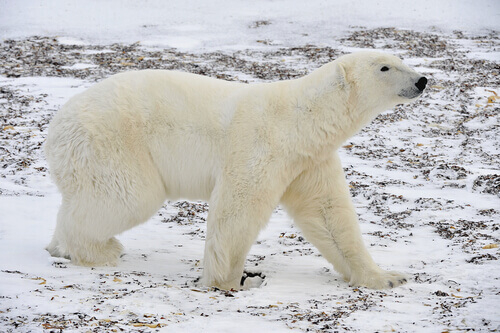 un orso polare adulto sulla neve