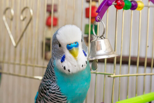 un pappagallino nella sua gabbia