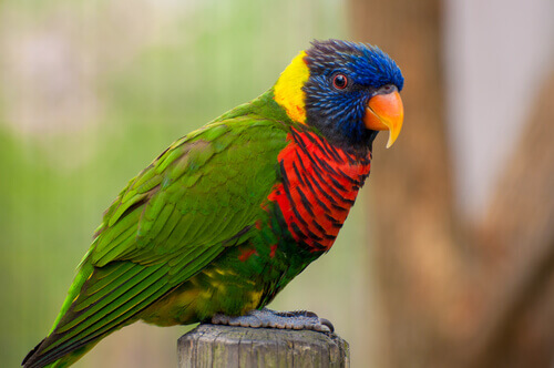 un pappagallo multicolore si riposa su un tronchetto