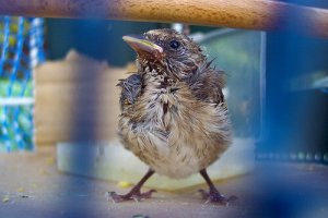Malattie frequenti degli uccelli in cattività