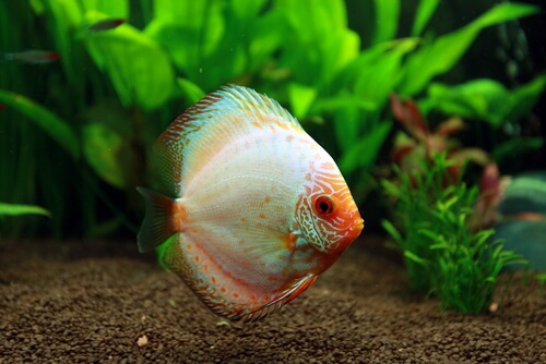 un pesce bianco e rosso nuota calmo sul fondo di un acquario