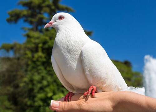 un piccione bianco noto anche come colombo