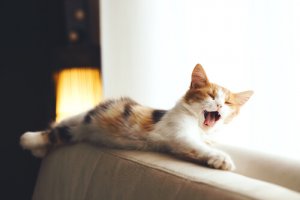 Animali domestici e arredamento: migliorare la convivenza