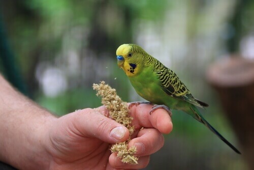 Qual è l'ambiente ideale per i pappagalli?