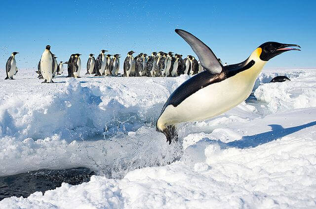 un pinguino imperatore salta fuori dall'acqua sul ghiaccio