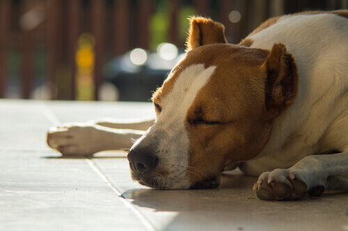 Un pitbull riposa sdraiato al sole