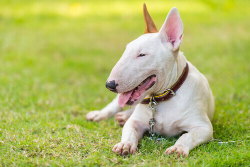 Bull terrier bianco sdraiato di lato sull'erba
