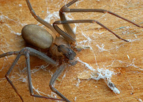 un ragno cammina su una tavola di legno