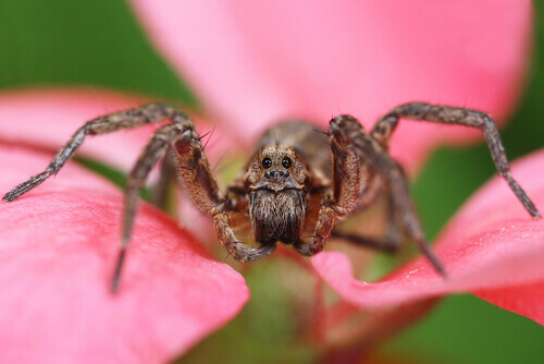 un ragno su un fiore rosa