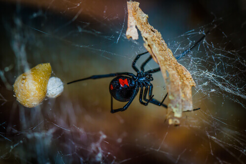 un ragno nero che tesse la sua tela