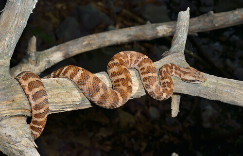 un serpente arrampicato sul ramo di un albero