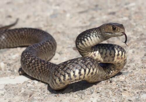 Serpente striscia minaccioso su di un terreno roccioso