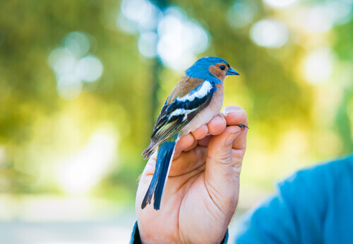 uccello azzurro sulla mano di un ragazzo