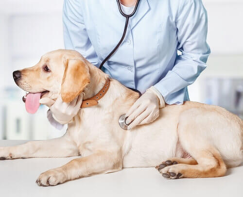 un veterinario mentre visita un giovane labrador