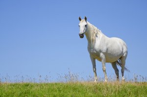 Cavalla gravida: tutto ciò che bisogna sapere