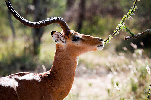 una Gazzella mangia foglie da un albero