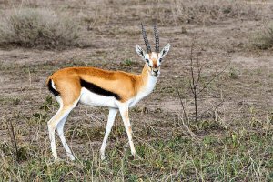 Gazzella: caratteristiche, habitat e comportamento