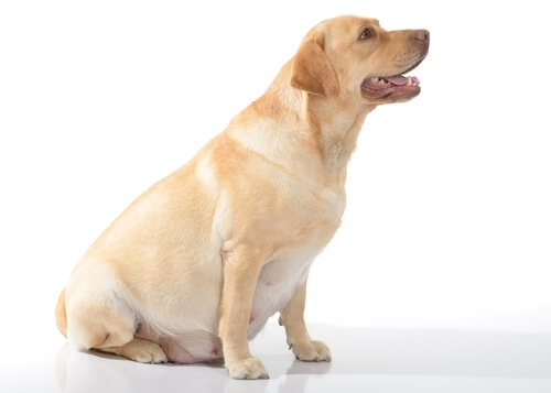 Cagnolina bianca incinta