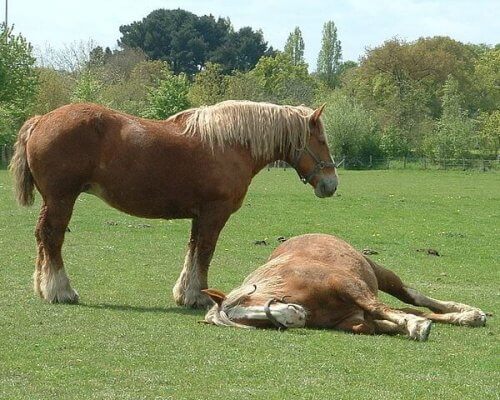 una coppia di cavalli da tiro si riposa al sole
