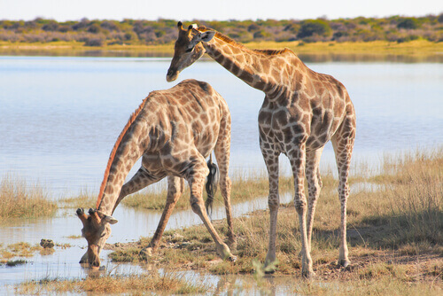 una coppia di giraffe beve in uno stagno nella savana