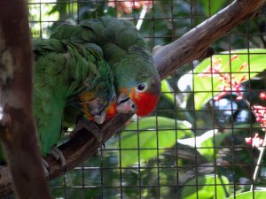 Come si riproduce il pappagallo domestico