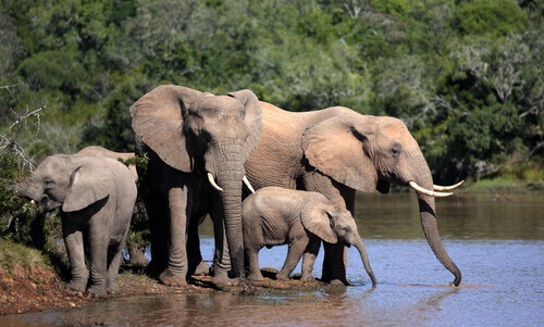 una famiglia di quattro elefanti beve nel fiume