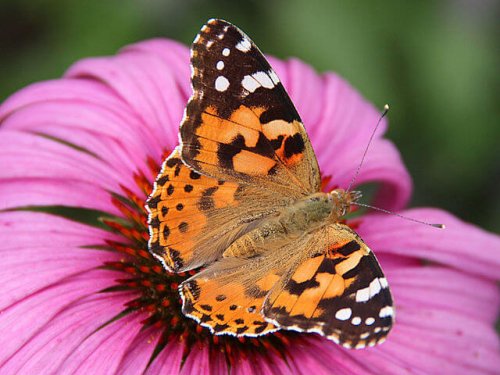 una fantastica farfalla arancione su un fiore viola