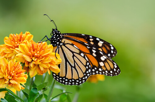 una farfalla succhia il nettare da un fiore giallo