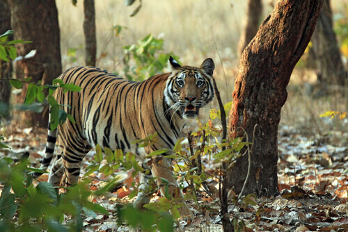 tigre del Bengala cammina tra gli alberi