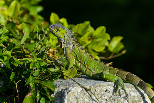 una iguana verde si riscalda al sole su di una roccia