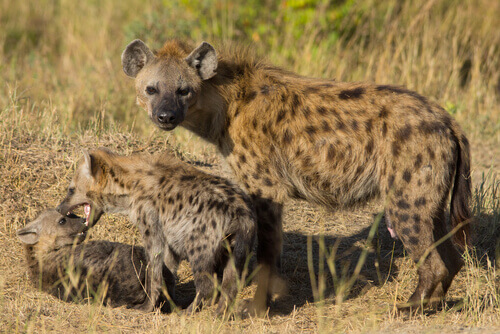 una madre iena protegge due cucciolo che giocano