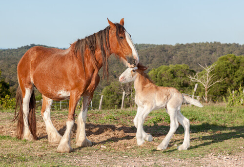una mamma di cavallo con un puledro piccolo