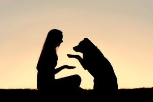 Educare il cane con il metodo gentile