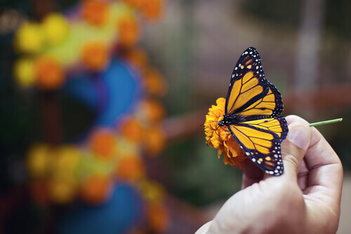 una piccola farfalla gialla e blu su un fiore tenuta in mano