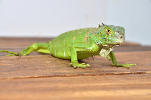 una piccola iguana su un tavolo in casa