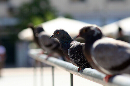 una schiera di piccioni sul tetto di una casa