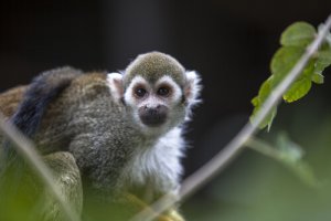 Perché non si può tenere una scimmia in casa?