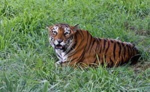 Tigre del Bengala: caratteristiche, comportamento e habitat