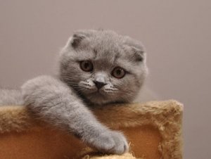 Scottish Fold, il gatto più dolce al mondo