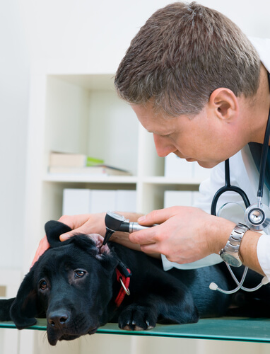 veterinario che controlla le orecchie di un cane nero