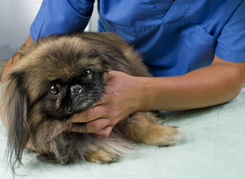 Veterinario controlla un cane malato di cancro